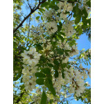 Miere de salcâm 1kg - productie APIDAL